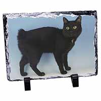 Cute Black Bobtail Cat, Stunning Photo Slate