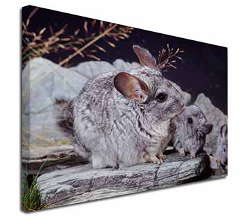 South American Chinchillas Canvas X-Large 30"x20" Wall Art Print