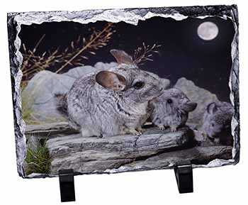 South American Chinchillas, Stunning Photo Slate