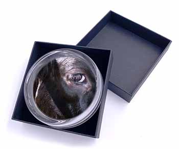 Pretty Fresian Cow Face Glass Paperweight in Gift Box