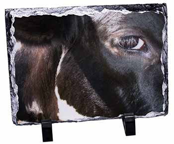Pretty Fresian Cow Face, Stunning Photo Slate