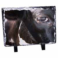 Pretty Fresian Cow Face, Stunning Photo Slate