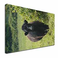 Cute Black Bull Canvas X-Large 30"x20" Wall Art Print
