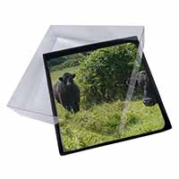 4x Cute Black Bull Picture Table Coasters Set in Gift Box