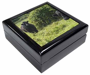 Cute Black Bull Keepsake/Jewellery Box
