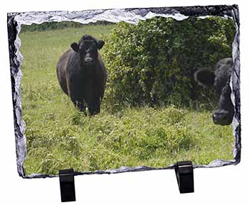 Cute Black Bull, Stunning Photo Slate