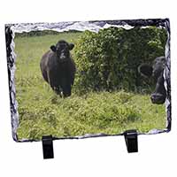 Cute Black Bull, Stunning Photo Slate