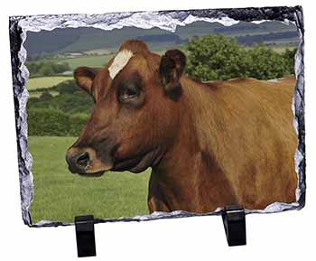 A Fine Brown Cow, Stunning Photo Slate