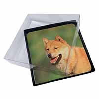 4x Shiba Inu Picture Table Coasters Set in Gift Box