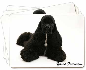 American Cocker Spaniel 