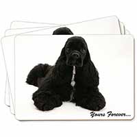 American Cocker Spaniel 