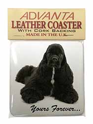 American Cocker Spaniel 