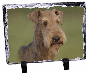 Airedale Terrier Dog, Stunning Photo Slate