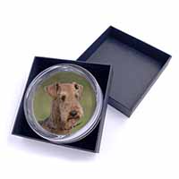 Airedale Terrier Dog 