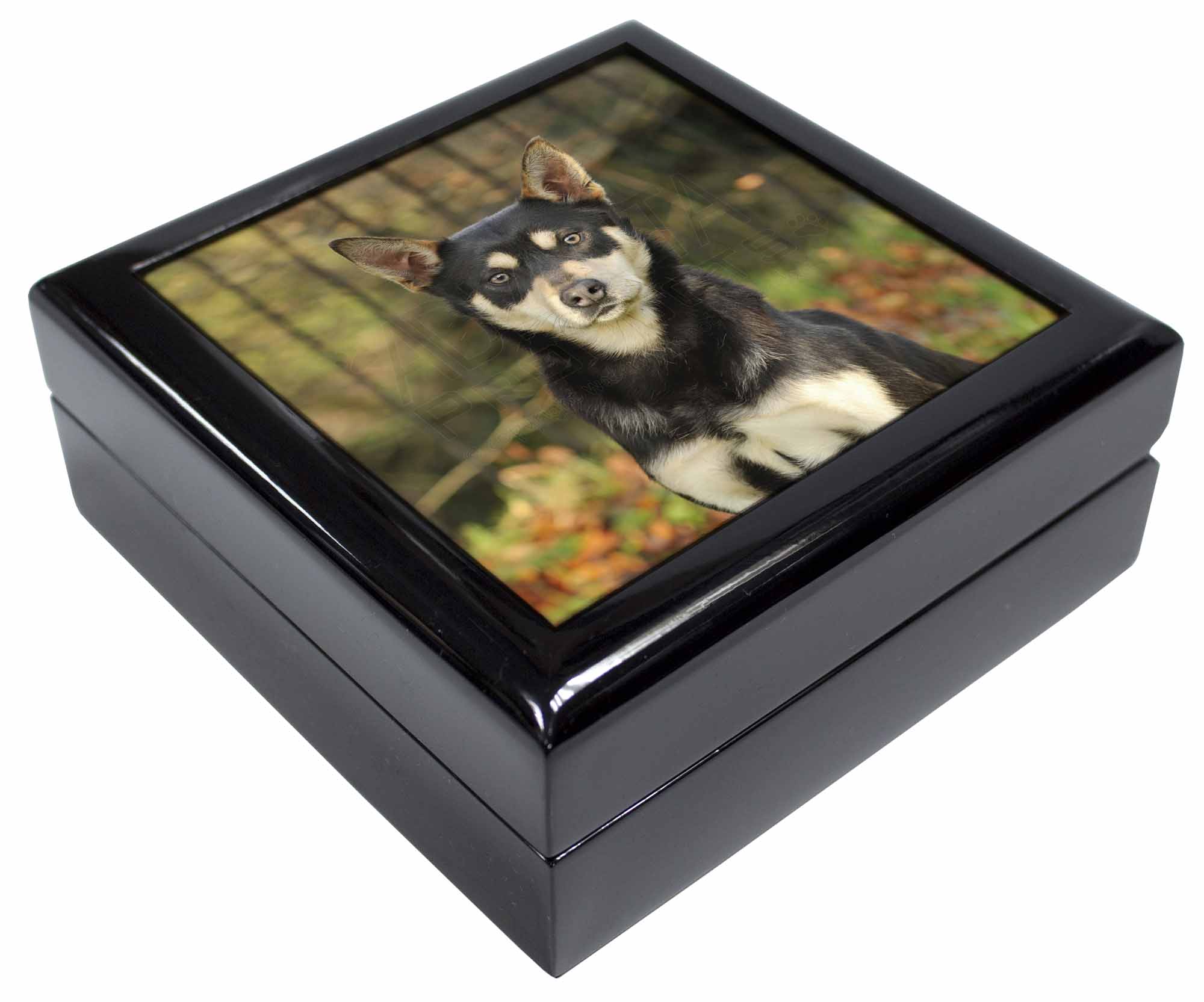 Australian Kelpie Dog Keepsake//Jewellery Box Christmas Gift AD-AK1JB