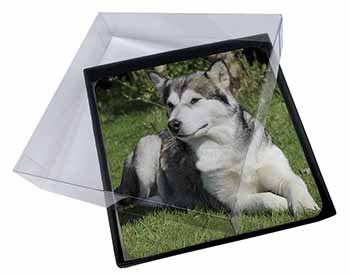 4x Alaskan Malamute Dog Picture Table Coasters Set in Gift Box
