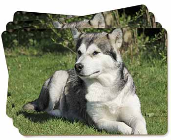Alaskan Malamute Dog Picture Placemats in Gift Box