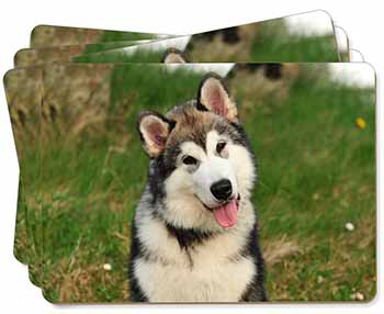 Alaskan Malamute Dog Picture Placemats in Gift Box