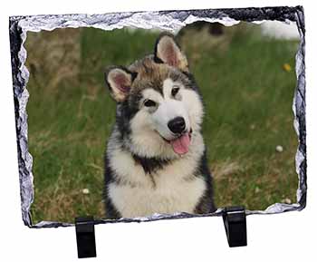 Alaskan Malamute Dog, Stunning Photo Slate