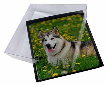 4x Alaskan Malamute Dog Picture Table Coasters Set in Gift Box