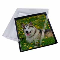 4x Alaskan Malamute Dog Picture Table Coasters Set in Gift Box