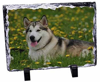 Alaskan Malamute Dog, Stunning Photo Slate