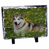 Alaskan Malamute Dog, Stunning Photo Slate