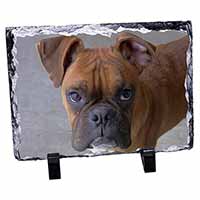 Red Boxer Dog, Stunning Photo Slate