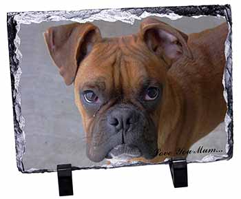 Red Boxer Dog 
