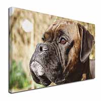 Brindle Boxer Dog Canvas X-Large 30"x20" Wall Art Print