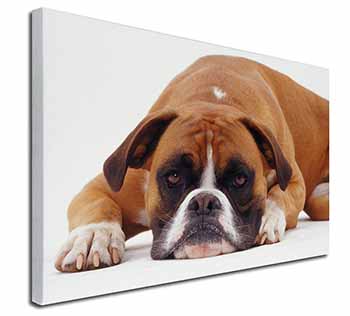 Red and White Boxer Dog Canvas X-Large 30"x20" Wall Art Print