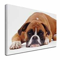 Red and White Boxer Dog Canvas X-Large 30"x20" Wall Art Print