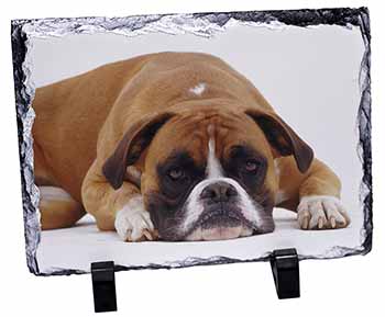 Red and White Boxer Dog, Stunning Photo Slate