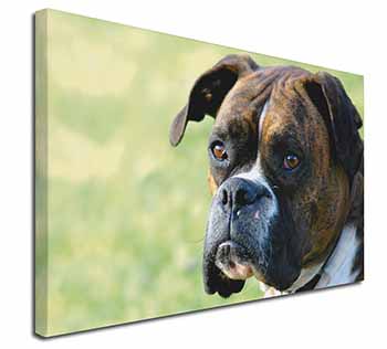 Brindle and White Boxer Dog Canvas X-Large 30"x20" Wall Art Print