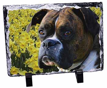 Boxer Dog with Daffodils, Stunning Photo Slate
