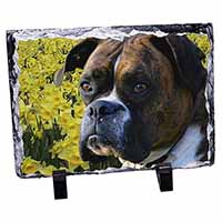 Boxer Dog with Daffodils, Stunning Photo Slate