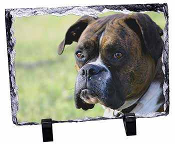 Brindle and White Boxer Dog, Stunning Photo Slate