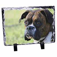 Brindle and White Boxer Dog, Stunning Photo Slate