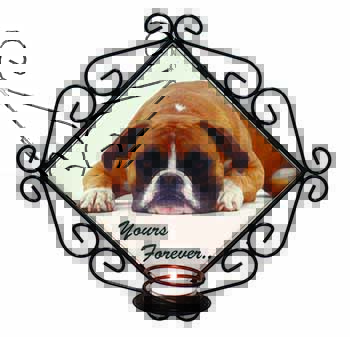 Boxer Dog 