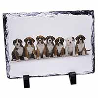 Boxer Dog Puppies, Stunning Photo Slate