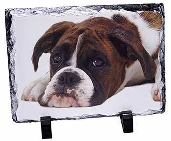 Boxer Dog, Stunning Photo Slate