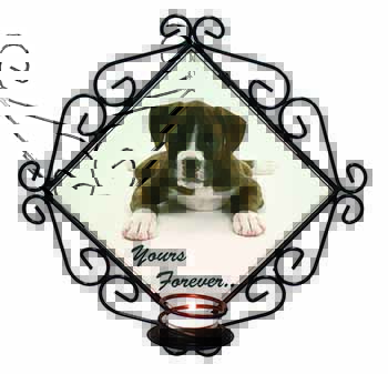 Boxer Dog 