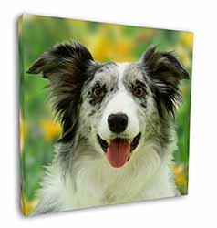 Blue Merle Border Collie Square Canvas 12"x12" Wall Art Picture Print