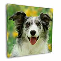 Blue Merle Border Collie Square Canvas 12"x12" Wall Art Picture Print