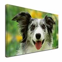 Blue Merle Border Collie Canvas X-Large 30"x20" Wall Art Print