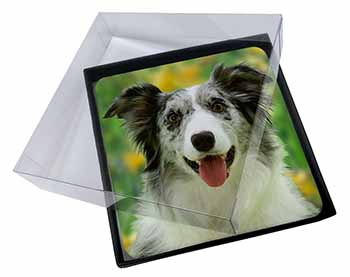 4x Blue Merle Border Collie Picture Table Coasters Set in Gift Box