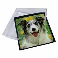 4x Blue Merle Border Collie Picture Table Coasters Set in Gift Box