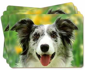 Blue Merle Border Collie Picture Placemats in Gift Box