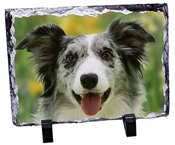 Blue Merle Border Collie, Stunning Photo Slate