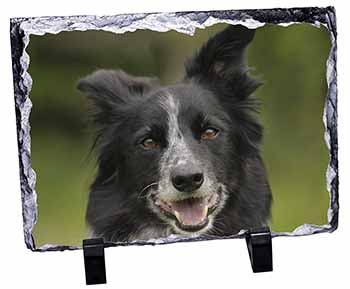 Border Collie Dog, Stunning Photo Slate